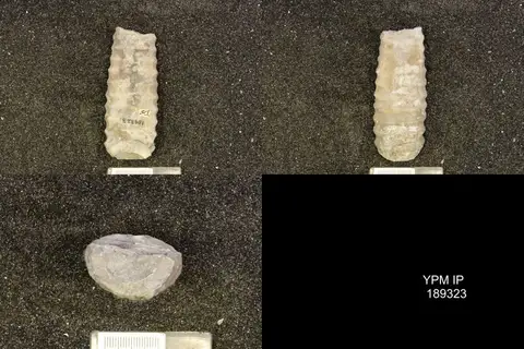 Dokumentasi YPM IP 189323 dengan identifikasi pada sumber Dawsonoceras annulatum. Isi dan label gambar dipertahankan.
