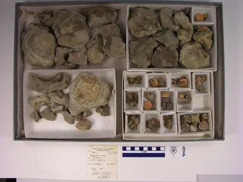 Dokumentasi YPM VP 001957 dengan identifikasi pada sumber Baptanodon discus. Isi dan label gambar dipertahankan.