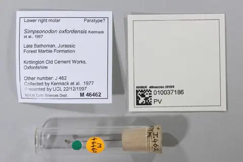 Dokumentasi PV M 46462 dengan identifikasi pada sumber Simpsonodon oxfordensis. Isi dan label gambar dipertahankan.