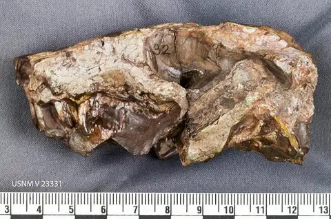 Dokumentasi USNM V23331 dengan identifikasi pada sumber Bauria cynops. Isi dan label gambar dipertahankan.