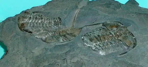 Dokumentasi USNM PAL376721 dengan identifikasi pada sumber Ceraurus pleurexanthemus. Isi dan label gambar dipertahankan.