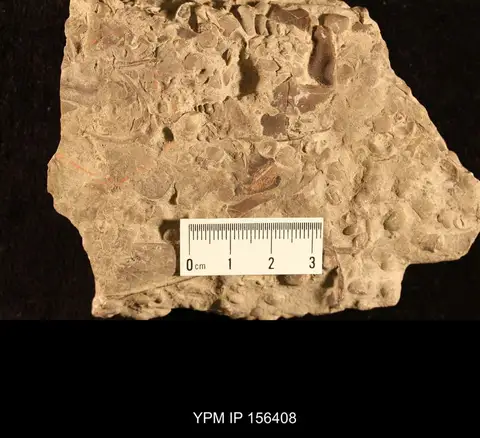 Dokumentasi YPM IP 156408 dengan identifikasi pada sumber Ceraurus tuberosus. Isi dan label gambar dipertahankan.