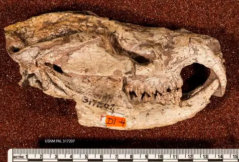 Dokumentasi USNM PAL317207 dengan identifikasi pada sumber Kayentatherium wellesi. Isi dan label gambar dipertahankan.