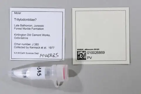 Dokumentasi PV M 46835 dengan identifikasi pada sumber Borealestes mussetti. Isi dan label gambar dipertahankan.