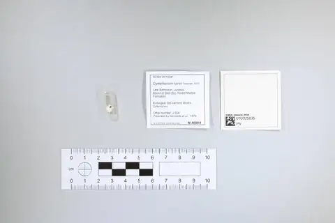 Dokumentasi PV M 46804 dengan identifikasi pada sumber Krusatodon kirtlingtonensis. Isi dan label gambar dipertahankan.
