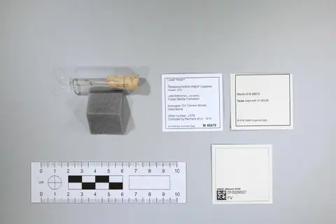 Dokumentasi PV M 46679 dengan identifikasi pada sumber Peraiocynodon major. Isi dan label gambar dipertahankan.