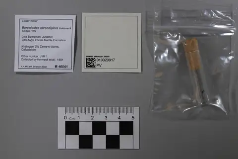 Dokumentasi PV M 46841 dengan identifikasi pada sumber Borealestes serendipitus. Isi dan label gambar dipertahankan.