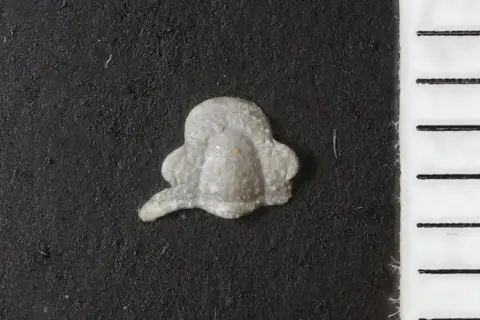 Dokumentasi YPM IP 017962 dengan identifikasi pada sumber Hystricurus contractus. Isi dan label gambar dipertahankan.