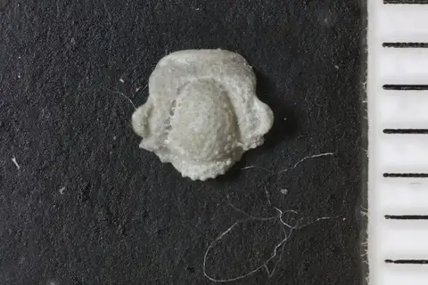 Dokumentasi YPM IP 017965 dengan identifikasi pada sumber Hystricurus robustus. Isi dan label gambar dipertahankan.