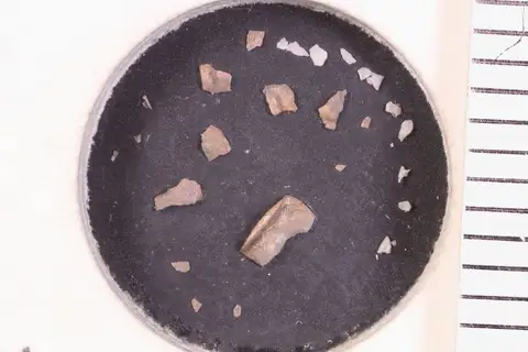 Dokumentasi YPM IP 018038 dengan identifikasi pada sumber Pachycranium faciclunis. Isi dan label gambar dipertahankan.