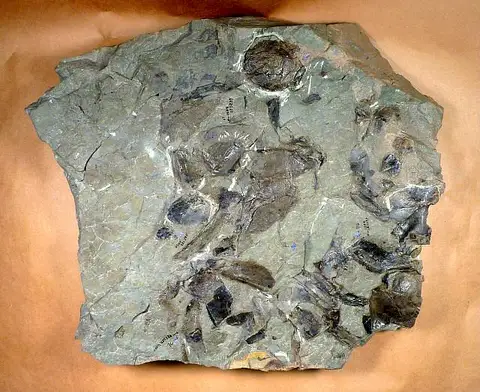 Dokumentasi USNM PAL325292 dengan identifikasi pada sumber Bothriolepis virginiensis. Isi dan label gambar dipertahankan.