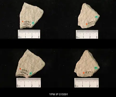 Dokumentasi YPM IP 015591 dengan identifikasi pada sumber Elmoa trisecta. Isi dan label gambar dipertahankan.