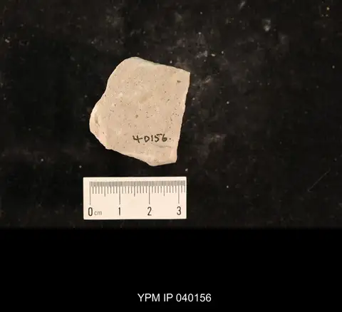 Dokumentasi YPM IP 040156 dengan identifikasi pada sumber Lisca minuta. Isi dan label gambar dipertahankan.