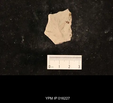 Dokumentasi YPM IP 016227 dengan identifikasi pada sumber Liomopterum ornatum. Isi dan label gambar dipertahankan.
