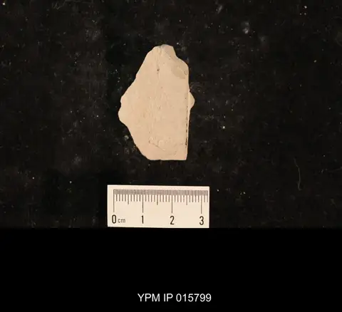 Dokumentasi YPM IP 015799 dengan identifikasi pada sumber Dichentomum tinctum. Isi dan label gambar dipertahankan.