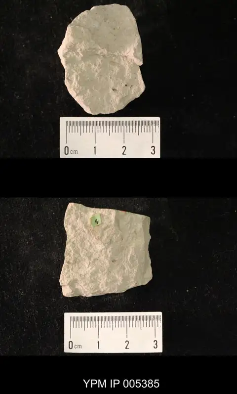 Dokumentasi YPM IP 005385 dengan identifikasi pada sumber Delopterum minutum. Isi dan label gambar dipertahankan.