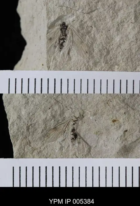 Dokumentasi YPM IP 005384 dengan identifikasi pada sumber Delopsocus latus. Isi dan label gambar dipertahankan.