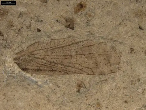Dokumentasi YPM IP 005426 dengan identifikasi pada sumber Permoberotha villosa. Isi dan label gambar dipertahankan.
