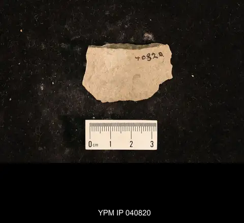 Dokumentasi YPM IP 040820 dengan identifikasi pada sumber Artinska ovata. Isi dan label gambar dipertahankan.