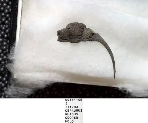 Dokumentasi USNM PAL111783 dengan identifikasi pada sumber Ceraurus ruidus. Isi dan label gambar dipertahankan.