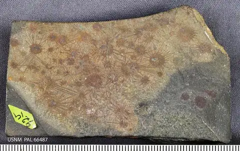 Dokumentasi USNM PAL66487 dengan identifikasi pada sumber Choia ridleyi. Isi dan label gambar dipertahankan.