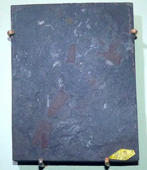Dokumentasi USNM PAL66503 dengan identifikasi pada sumber Diagoniella hindei. Isi dan label gambar dipertahankan.