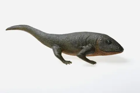 Model tetrapoda Pederpes finneyae, koleksi P 231101.