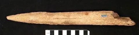 Dokumentasi USNM V9344 dengan identifikasi pada sumber Istiophorus calvertensis. Isi dan label gambar dipertahankan.