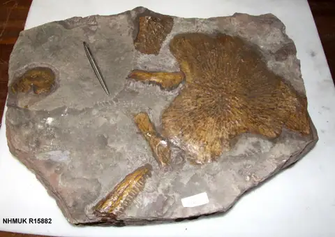 Dokumentasi PV R 15882 dengan identifikasi pada sumber Mastodonsaurus cappelensis. Isi dan label gambar dipertahankan.