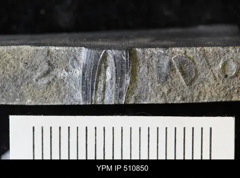 Dokumentasi YPM IP 510850 dengan identifikasi pada sumber Hypodicranotus striatulus. Isi dan label gambar dipertahankan.