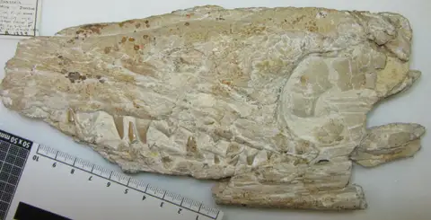 Dokumentasi PV R 1229 dengan identifikasi pada sumber Geosaurus giganteus. Isi dan label gambar dipertahankan.