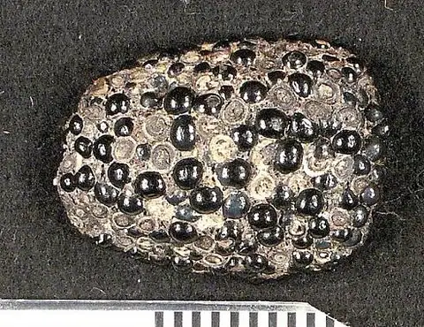 Dokumentasi USNM V13855 dengan identifikasi pada sumber Paralbula marylandica. Isi dan label gambar dipertahankan.