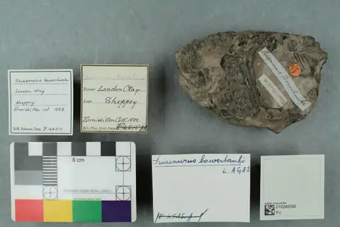 Dokumentasi PV P 44319 dengan identifikasi pada sumber Sciaenurus bowerbanki. Isi dan label gambar dipertahankan.