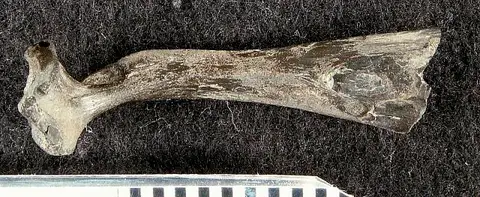 Dokumentasi USNM PAL496243 dengan identifikasi pada sumber Sullivanichthys mccloskeyi. Isi dan label gambar dipertahankan.