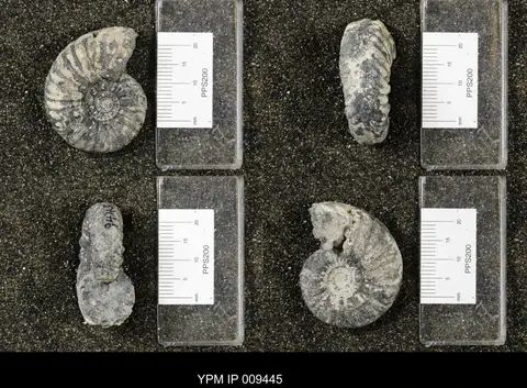 Dokumentasi YPM IP 009445 dengan identifikasi pada sumber Frechites nevadanus. Isi dan label gambar dipertahankan.