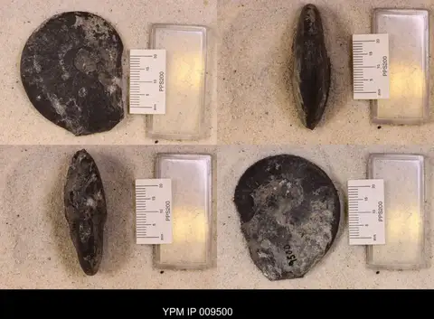 Dokumentasi YPM IP 009500 dengan identifikasi pada sumber Gymnotoceras rotelliformis. Isi dan label gambar dipertahankan.