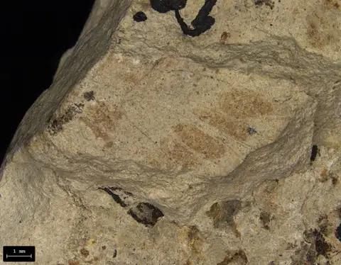Dokumentasi YPM IP 204902 dengan identifikasi pada sumber Crinoedischia buttsi. Isi dan label gambar dipertahankan.
