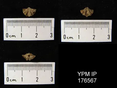 Dokumentasi YPM IP 176567 dengan identifikasi pada sumber Odontospirifer mirabilis. Isi dan label gambar dipertahankan.