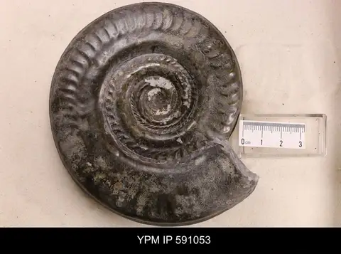 Dokumentasi YPM IP 591053 dengan identifikasi pada sumber Hildoceras bifrons. Isi dan label gambar dipertahankan.
