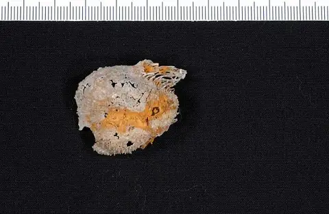 Dokumentasi USNM PAL152652A dengan identifikasi pada sumber Echinosteges guadalupensis. Isi dan label gambar dipertahankan.