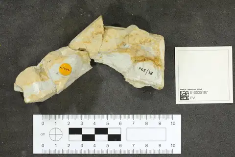 Dokumentasi PV R 7584 dengan identifikasi pada sumber Terrestrisuchus gracilis. Isi dan label gambar dipertahankan.