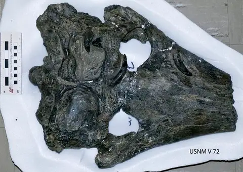 Dokumentasi USNM V72 dengan identifikasi pada sumber Thoracosaurus neocesariensis. Isi dan label gambar dipertahankan.