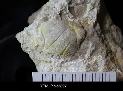 Dokumentasi YPM IP 533897 dengan identifikasi pada sumber Palaeopemphix sosiensis. Isi dan label gambar dipertahankan.