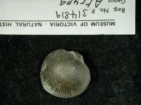 Dokumentasi P 314819 dengan identifikasi pada sumber Atrypa reticularis. Isi dan label gambar dipertahankan.