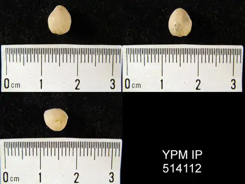 Dokumentasi YPM IP 514112 dengan identifikasi pada sumber Notothyris nucleolus. Isi dan label gambar dipertahankan.