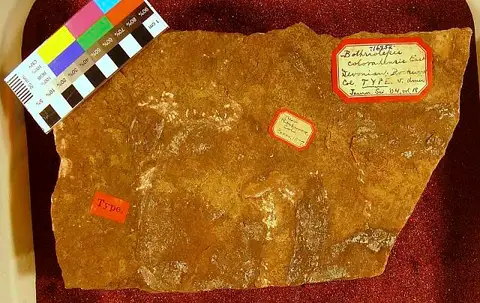 Dokumentasi USNM V16852 dengan identifikasi pada sumber Bothriolepis coloradensis. Isi dan label gambar dipertahankan.