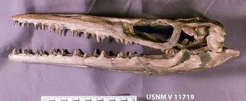 Dokumentasi USNM V11719 dengan identifikasi pada sumber Clidastes liodontus. Isi dan label gambar dipertahankan.
