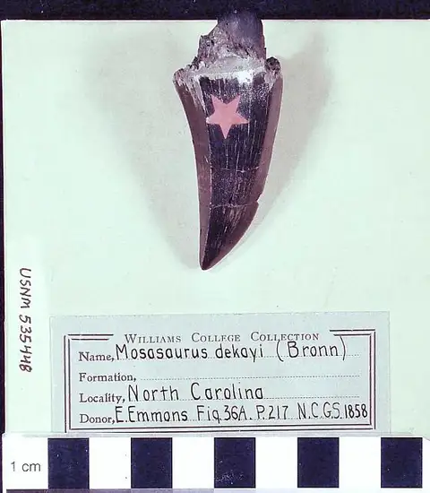 Dokumentasi USNM PAL535448 dengan identifikasi pada sumber Mosasaurus dekayi. Isi dan label gambar dipertahankan.