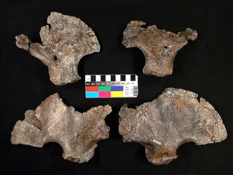 Dokumentasi USNM V18254 dengan identifikasi pada sumber Plioplatecarpus primaevus. Isi dan label gambar dipertahankan.