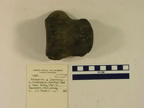 Dokumentasi YPM VP 000682 dengan identifikasi pada sumber Mosasaurus depressus. Isi dan label gambar dipertahankan.